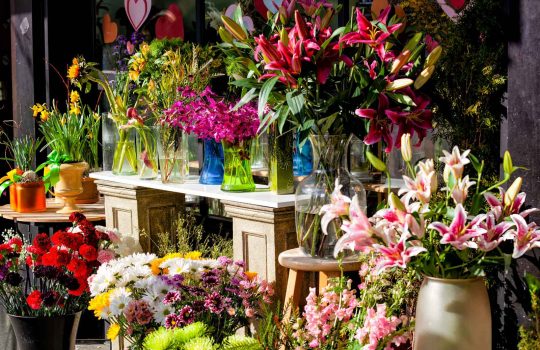 חנות פרחים2